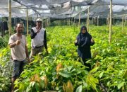 Dinas Perkebunan Pasangkayu Tinjau Penangkaran Bibit Kakao Sambung Pucuk di Duripoku