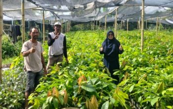 Dinas Perkebunan Pasangkayu Tinjau Penangkaran Bibit Kakao Sambung Pucuk di Duripoku