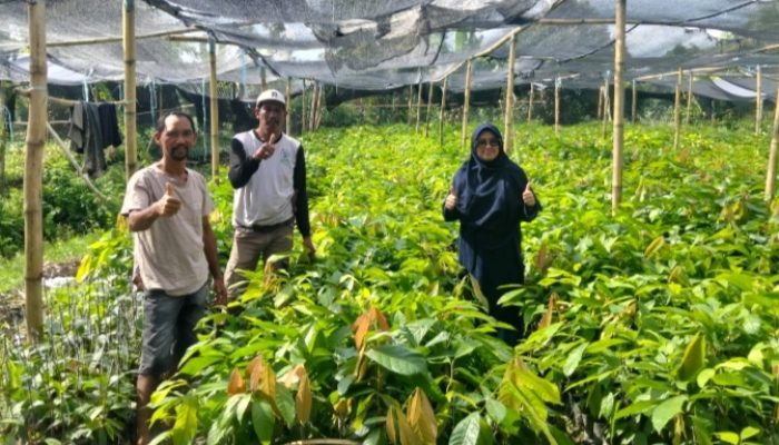 Dinas Perkebunan Pasangkayu Tinjau Penangkaran Bibit Kakao Sambung Pucuk di Duripoku