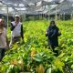 Dinas Perkebunan Pasangkayu Tinjau Penangkaran Bibit Kakao Sambung Pucuk di Duripoku