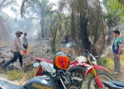 Puntung Rokok Diduga Picu Kebakaran, 10 Pohon Sawit Terdampak