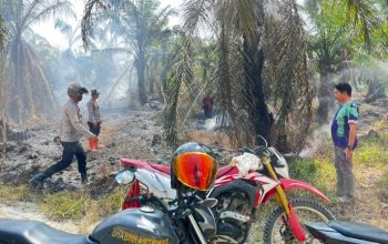 Puntung Rokok Diduga Picu Kebakaran, 10 Pohon Sawit Terdampak