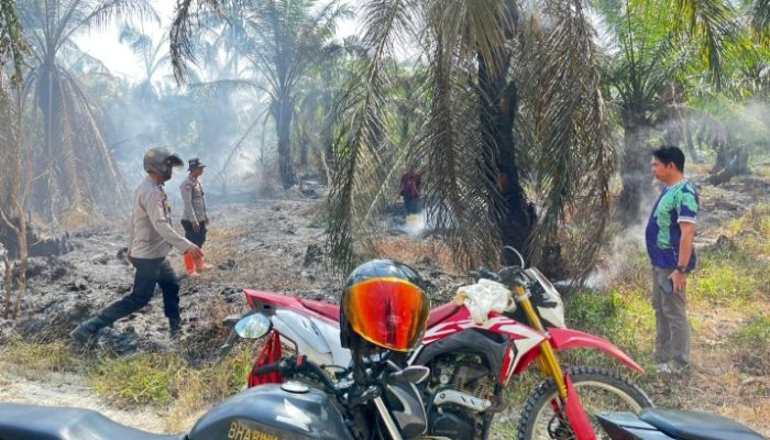 Puntung Rokok Diduga Picu Kebakaran, 10 Pohon Sawit Terdampak